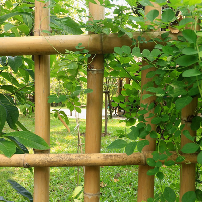 I bastoni di bambù di giardinaggio trattati secchi Pali fustiga i pali 16cm per costruzione